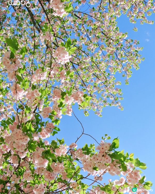 櫻花樹下賞櫻野餐🌸