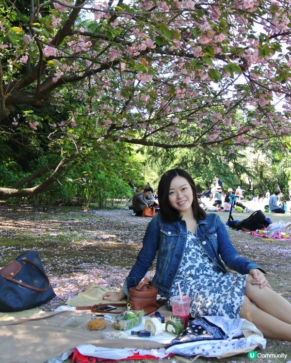 櫻花樹下賞櫻野餐🌸