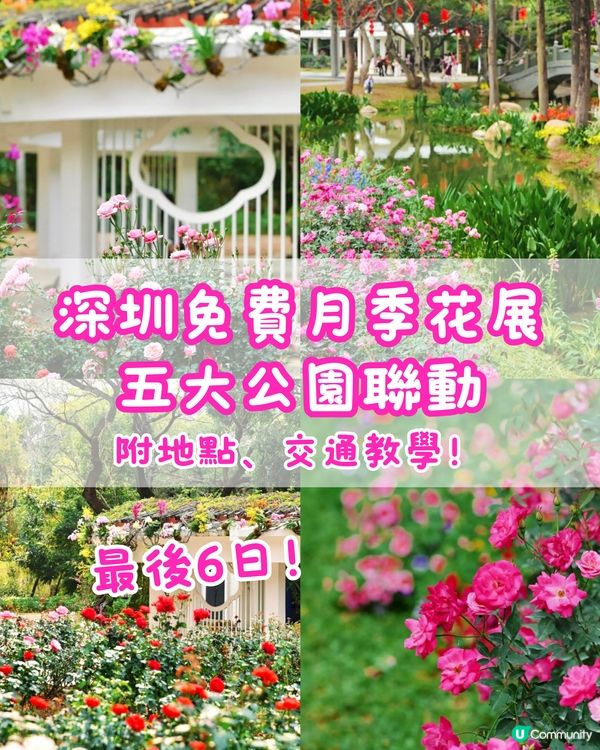 🌹深圳免費月季花展 五大公園聯動🌹最後6日‼️