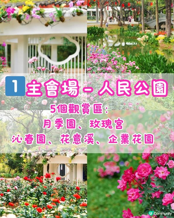 🌹深圳免費月季花展 五大公園聯動🌹最後6日‼️