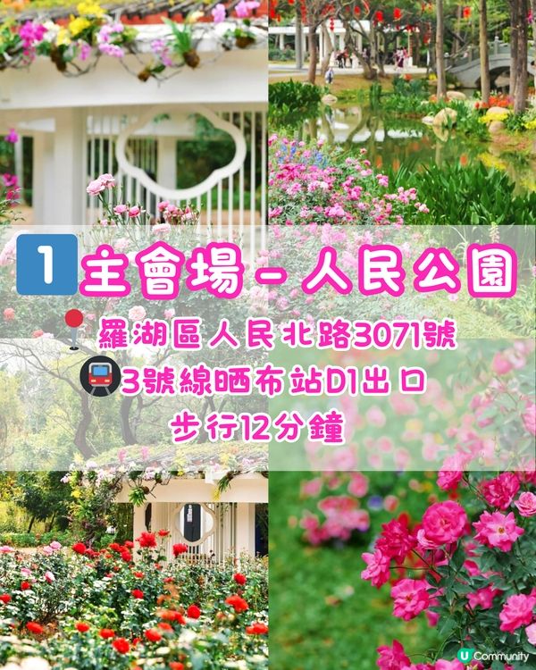 🌹深圳免費月季花展 五大公園聯動🌹最後6日‼️