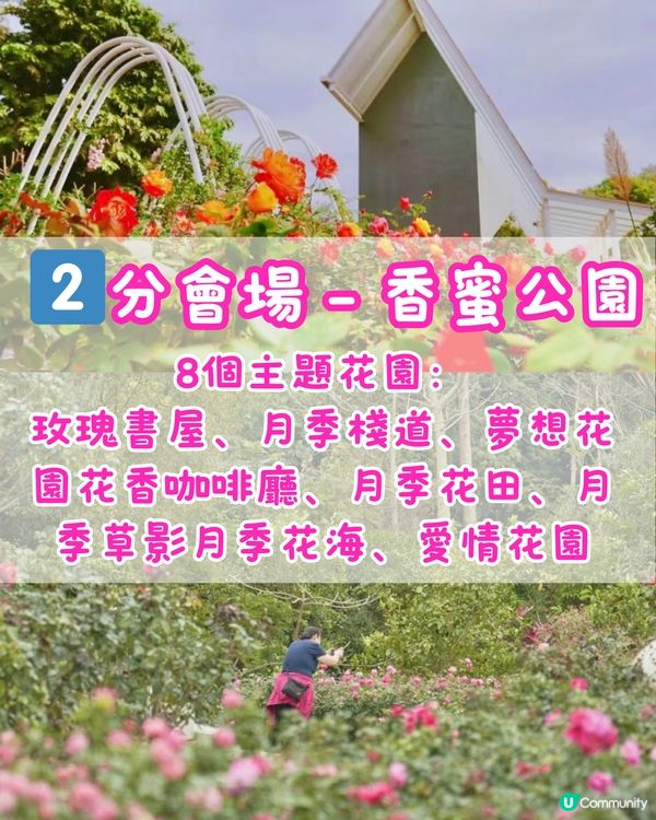 🌹深圳免費月季花展 五大公園聯動🌹最後6日‼️