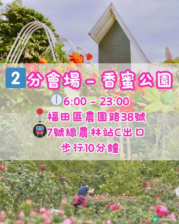 🌹深圳免費月季花展 五大公園聯動🌹最後6日‼️