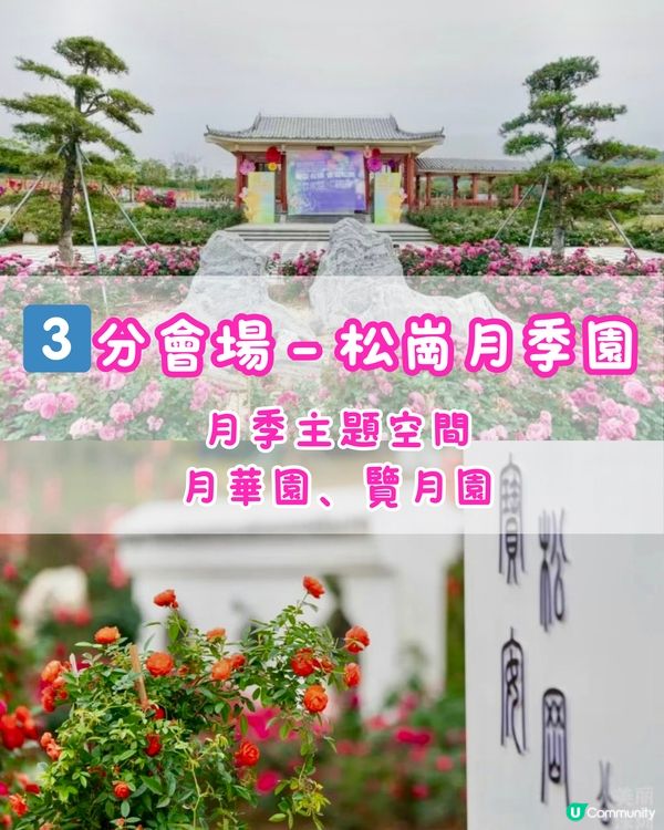 🌹深圳免費月季花展 五大公園聯動🌹最後6日‼️