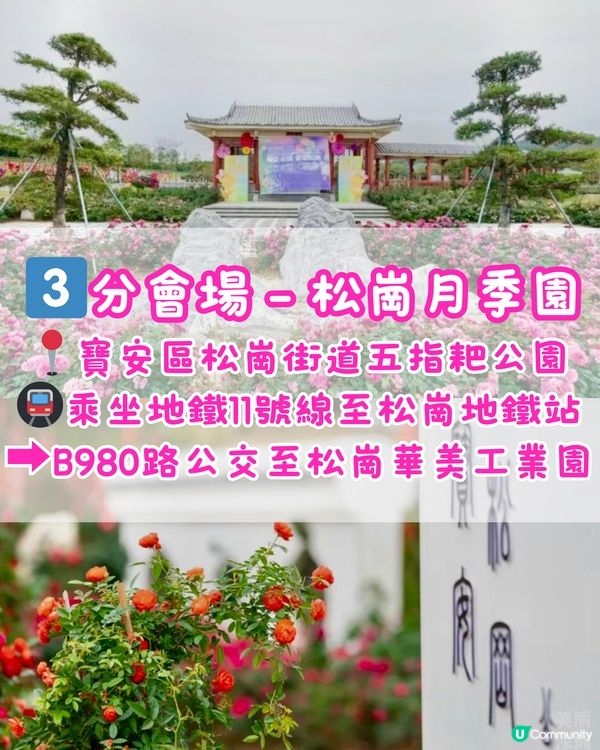 🌹深圳免費月季花展 五大公園聯動🌹最後6日‼️