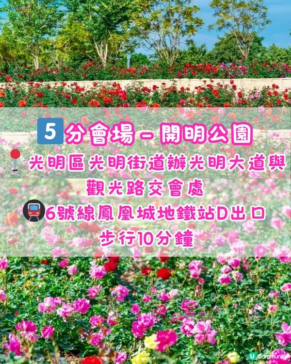 🌹深圳免費月季花展 五大公園聯動🌹最後6日‼️