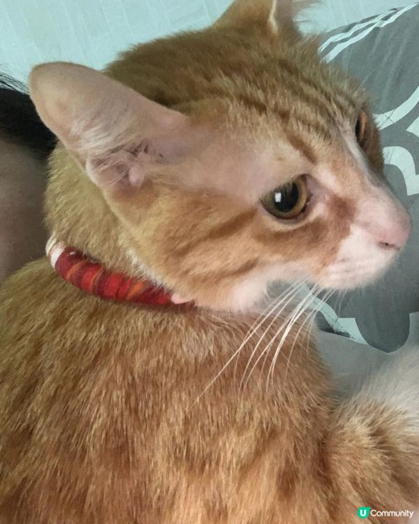 能透過觀察貓咪的皮毛顏色圖案來判斷它的個性嗎？(2 - 條紋)