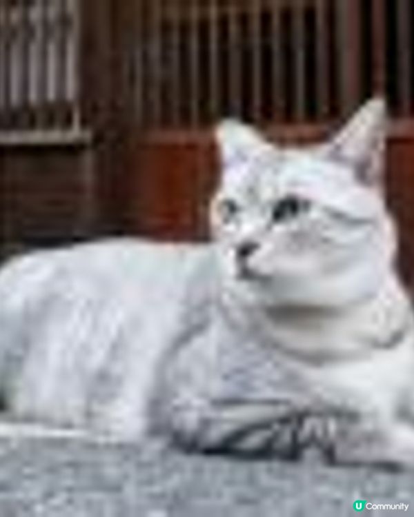 能透過觀察貓咪的皮毛顏色圖案來判斷它的個性嗎？(2 - 條紋)