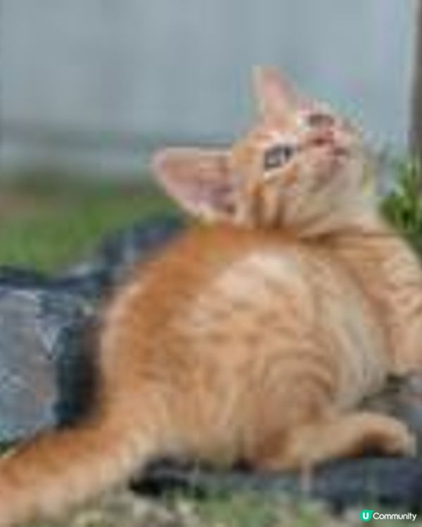 能透過觀察貓咪的皮毛顏色圖案來判斷它的個性嗎？(2 - 條紋)