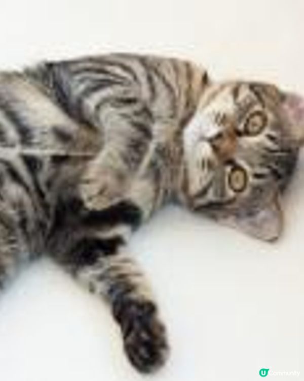 能透過觀察貓咪的皮毛顏色圖案來判斷它的個性嗎？(2 - 條紋)