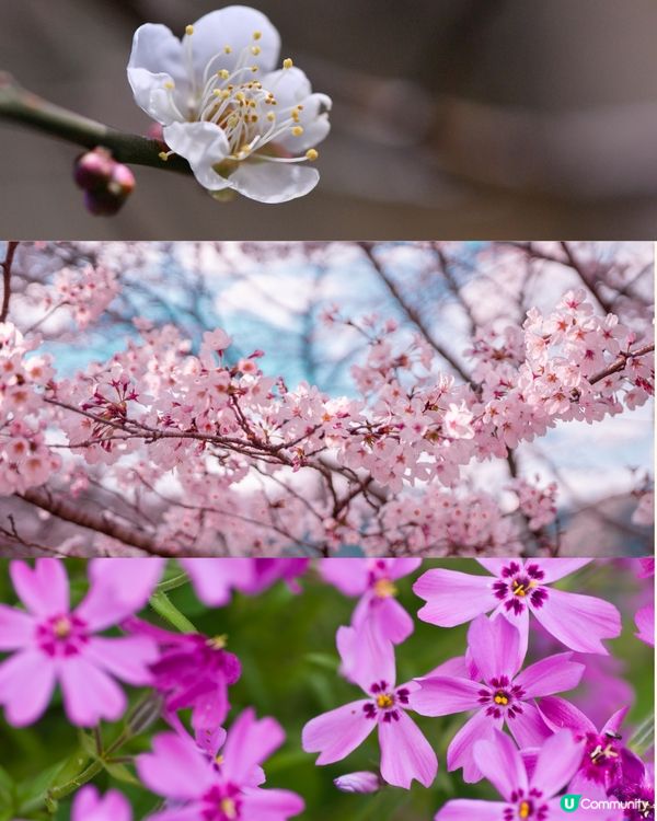 日本全年花期指南🌸鐘意賞花必須收藏‼️😍