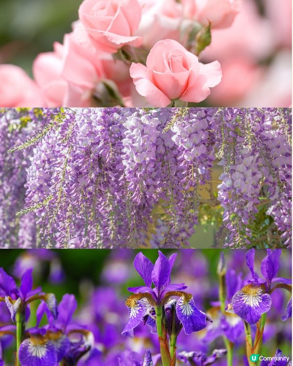 日本全年花期指南🌸鐘意賞花必須收藏‼️😍