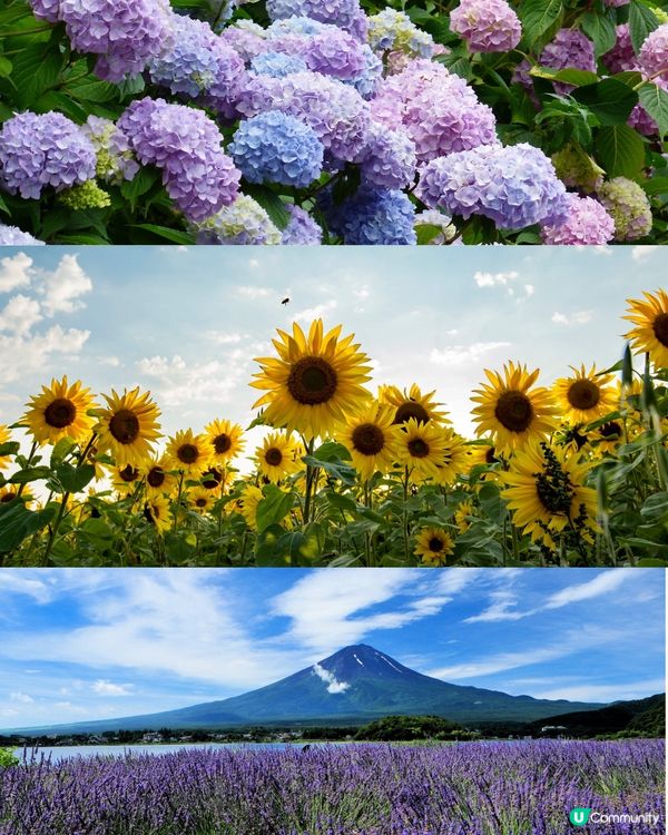 日本全年花期指南🌸鐘意賞花必須收藏‼️😍