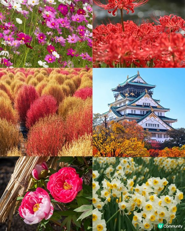 日本全年花期指南🌸鐘意賞花必須收藏‼️😍