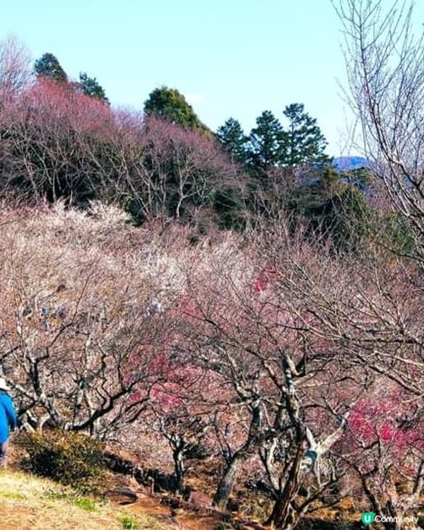 今年梅花特別美~筑波山梅林