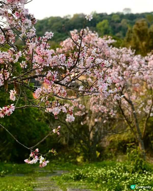 陽明山 🌸🌸🌸 櫻花季🤳🏻打卡必到