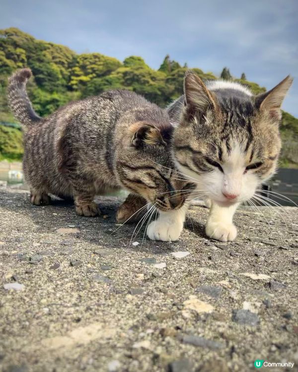 佐伯市日出勝地｜豐後二見之浦