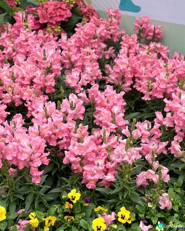 勁多靚花花卉展