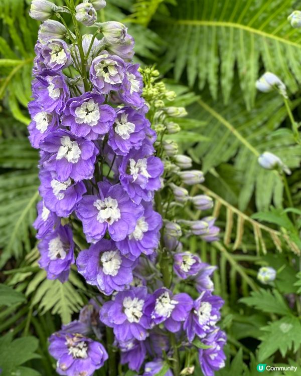 勁多靚花花卉展
