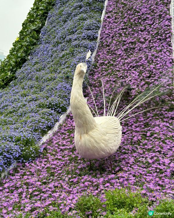 勁多靚花花卉展