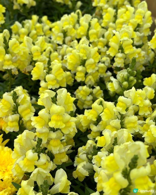 勁多靚花花卉展