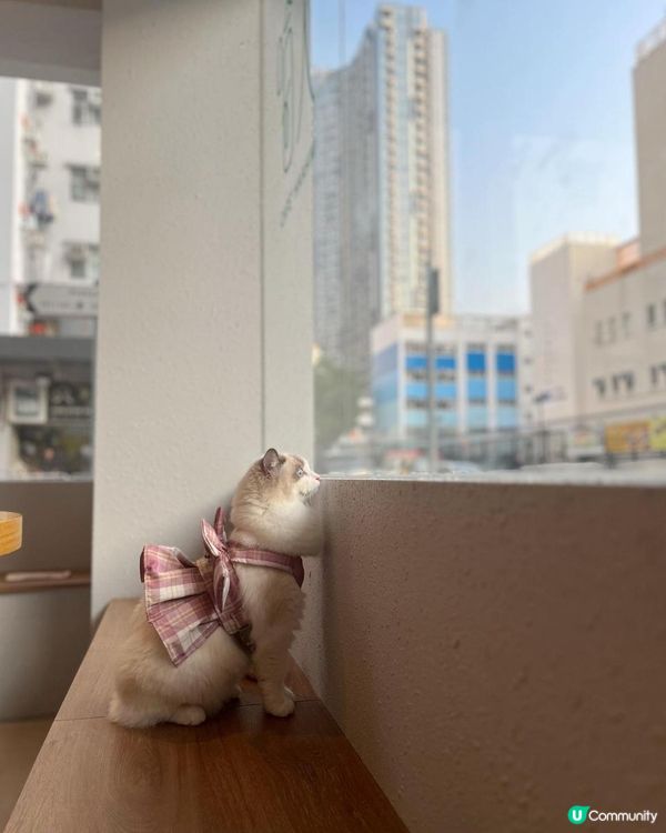 長沙灣 寵物友善餐廳｜哈欠