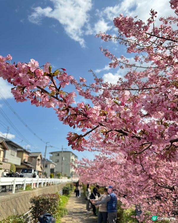 2月下旬賞早櫻🌸淀の河津櫻🌸