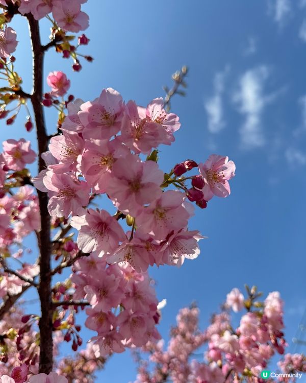 2月下旬賞早櫻🌸淀の河津櫻🌸