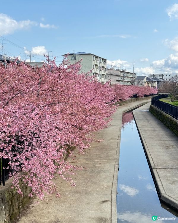 2月下旬賞早櫻🌸淀の河津櫻🌸