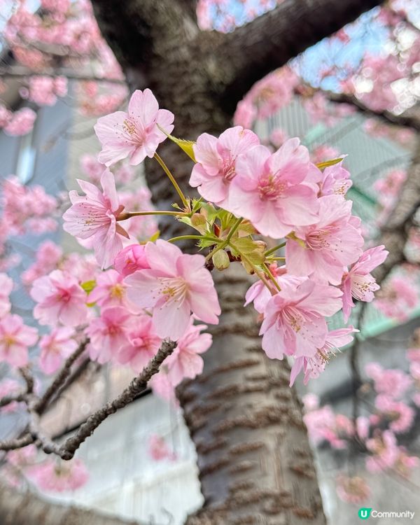 2月下旬賞早櫻🌸淀の河津櫻🌸