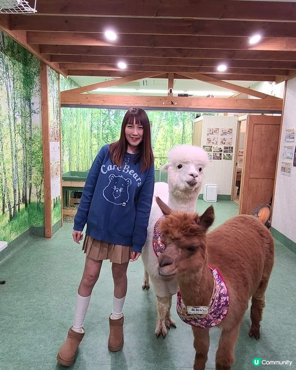Alpaca fureai land(羊駝寵物樂園)