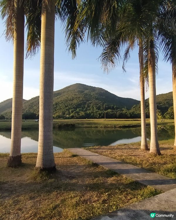 係荔枝莊 唔係荔枝角 唔係荔枝窩