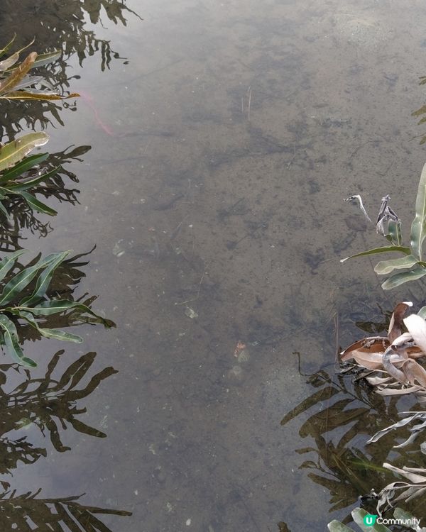 係荔枝莊 唔係荔枝角 唔係荔枝窩