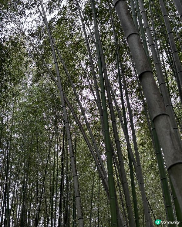 嵐山竹林 🎋