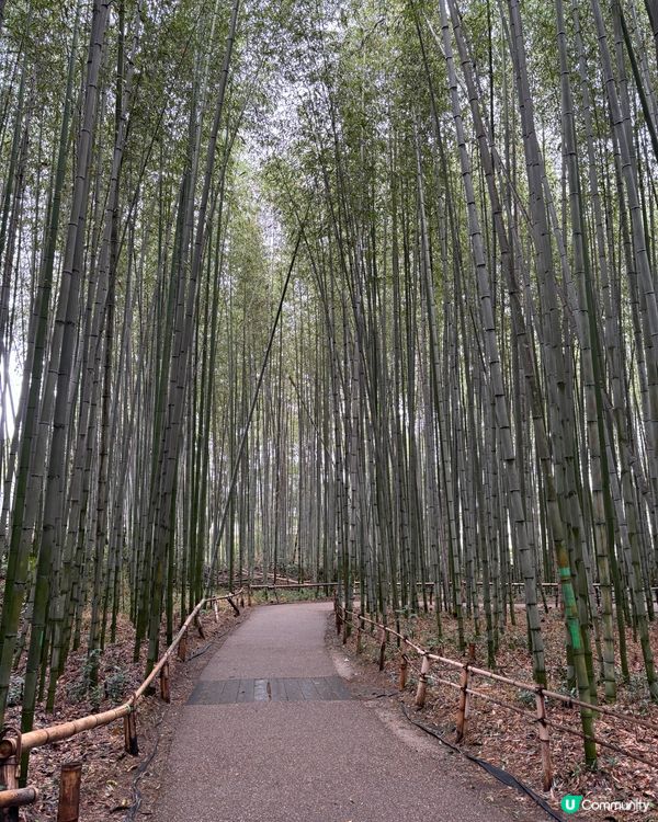 嵐山竹林 🎋