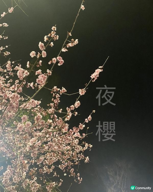 【貴州烏江寨】🌸烏江寨也有櫻花在開呢！🌸