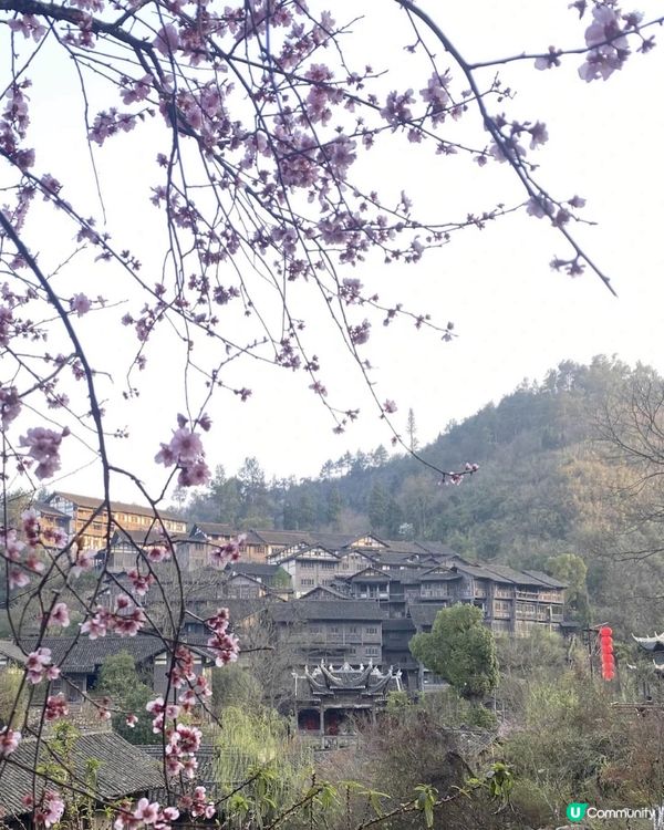 【貴州烏江寨】🌸烏江寨也有櫻花在開呢！🌸
