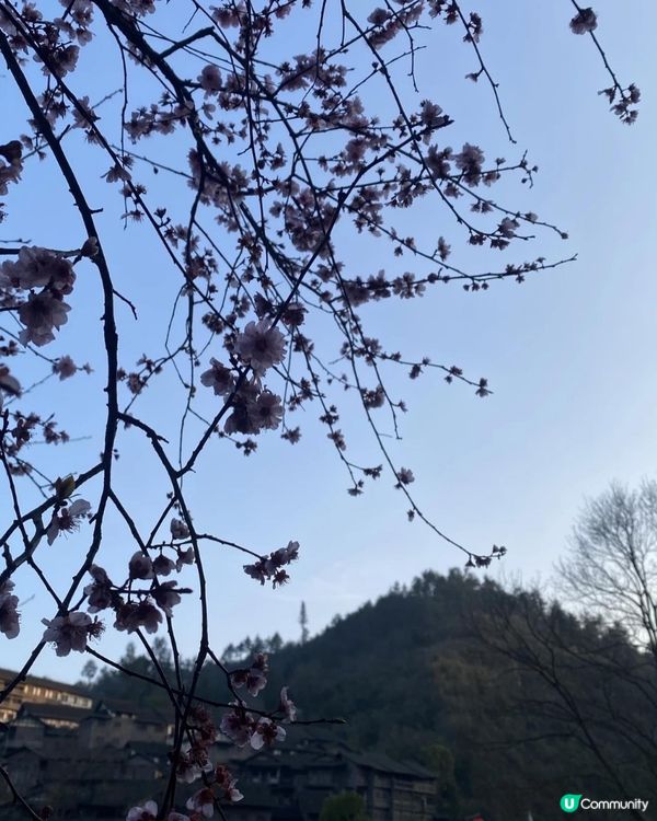 【貴州烏江寨】🌸烏江寨也有櫻花在開呢！🌸