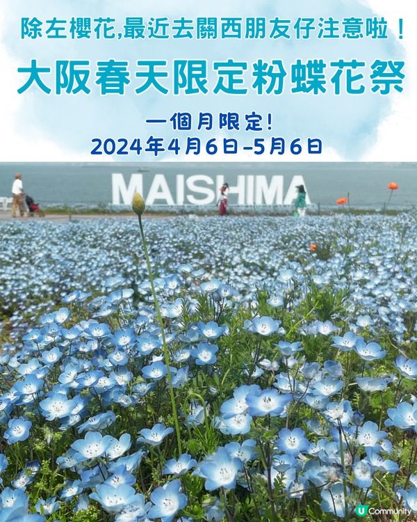 2024大阪粉蝶花祭💙限定一個月‼️