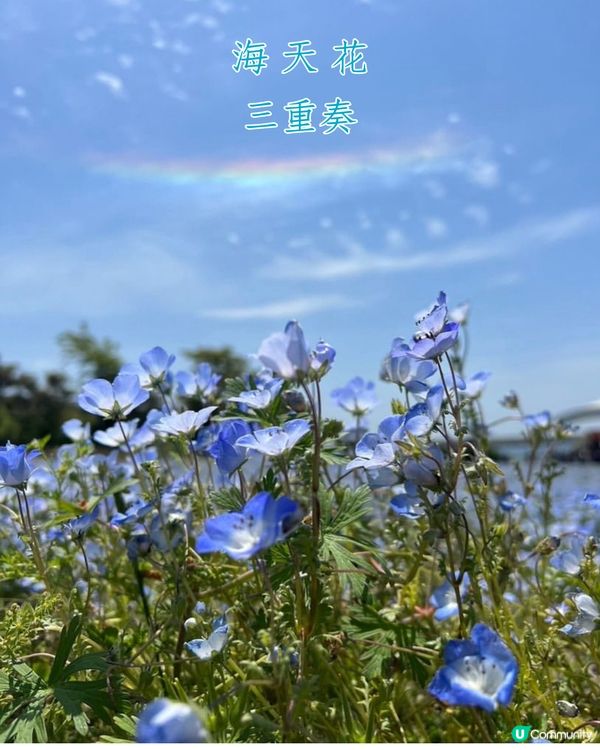 2024大阪粉蝶花祭💙限定一個月‼️