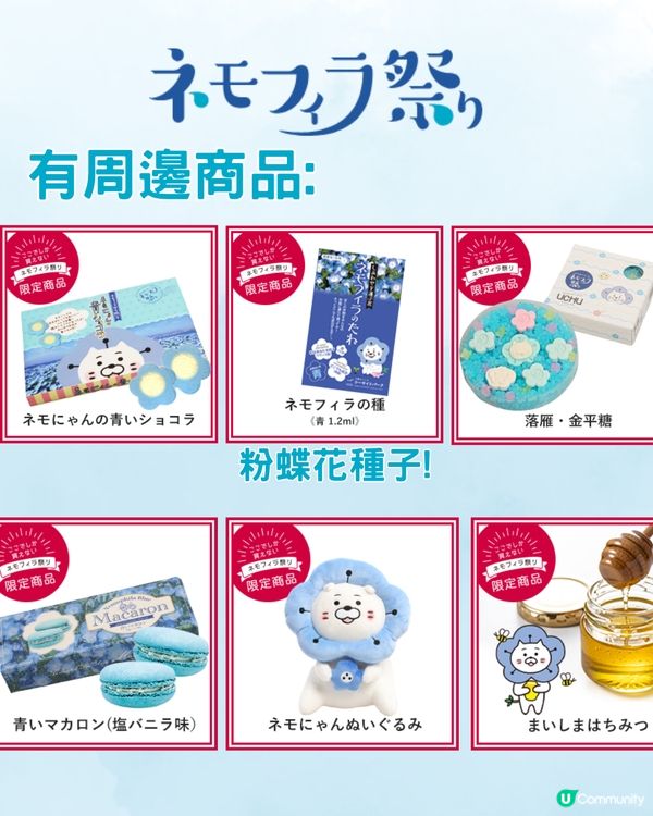 2024大阪粉蝶花祭💙限定一個月‼️