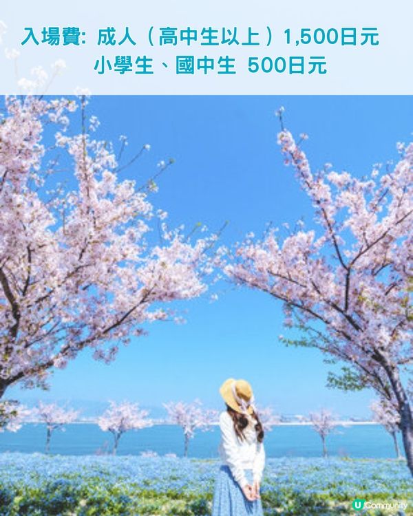 2024大阪粉蝶花祭💙限定一個月‼️