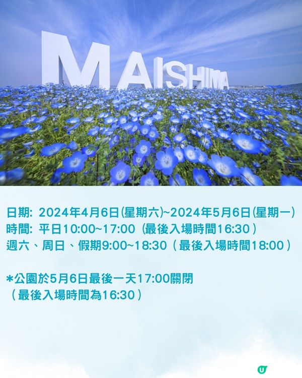 2024大阪粉蝶花祭💙限定一個月‼️