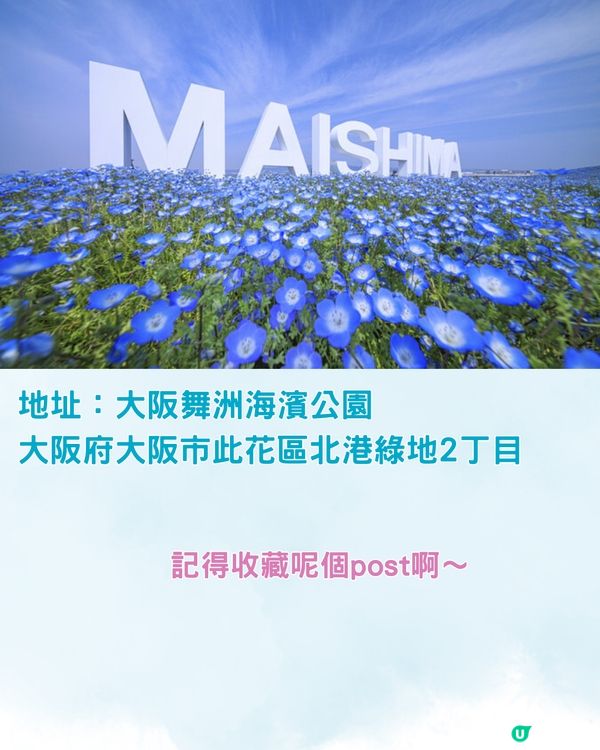 2024大阪粉蝶花祭💙限定一個月‼️