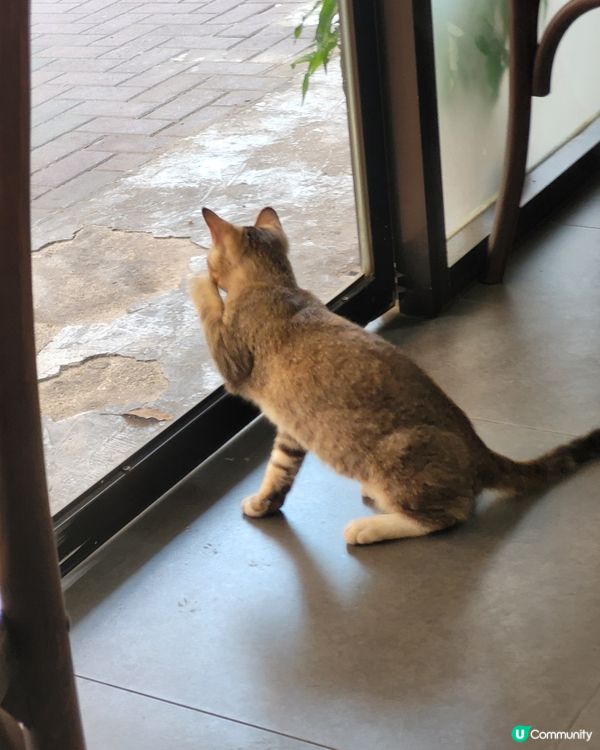 上品拉麵 細緻湯底