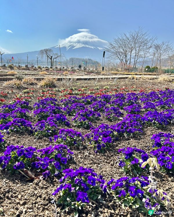 ✈️日本東京近郊～河口湖🗻富士山放題