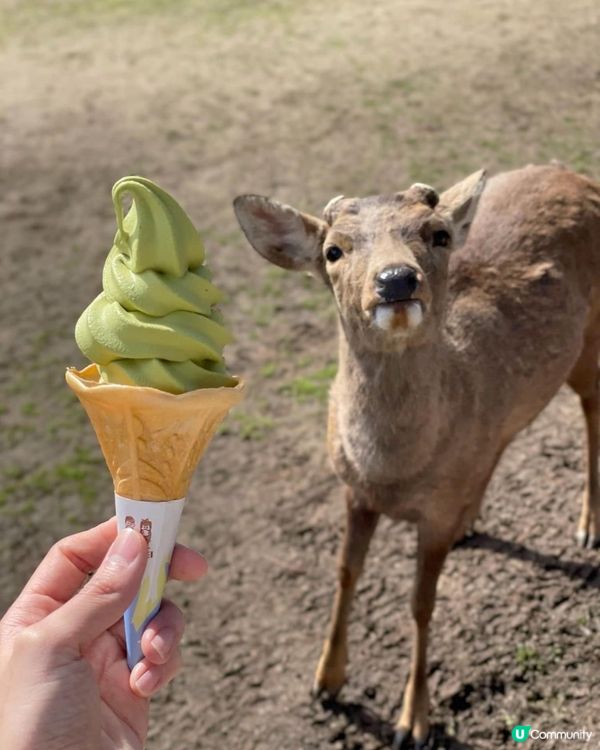 大阪、奈良、天橋立親子美食之旅