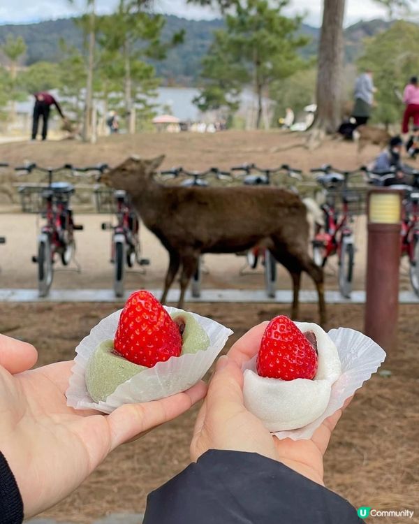 大阪、奈良、天橋立親子美食之旅