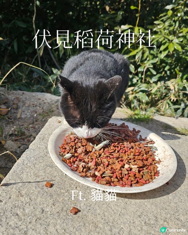 🦊 伏見稻荷大社 與貓貓們 🐱