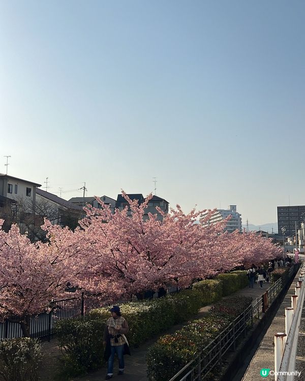 🌸【京都】賞河津櫻首選🌸